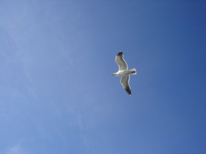 white-bird-flying