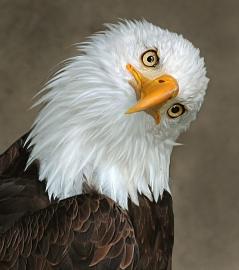 eagle